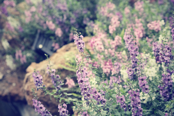 paarse salvia bloemen  - Foto, afbeelding