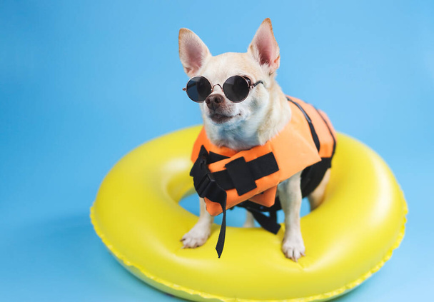 Portrait  of a  brown short hair chihuahua dog wearing sunglasses and  orange life jacket or life vest standing in yellow  swimming ring, looking at copy space,  isolated on blue background. - Фото, изображение