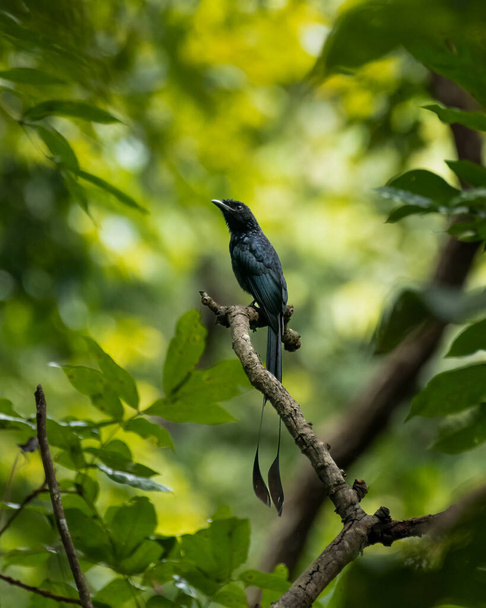 Greater racket-tailed drongo (Dicrurus paradiseus), perched on a tree branch at the Bondla wildlife sanctuary in Goa, India. - Photo, Image