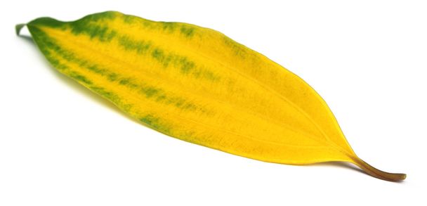 Decorative cassia leaf - Фото, зображення