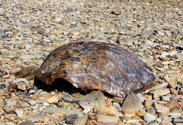 kaplumbağa kabuğu - Fotoğraf, Görsel