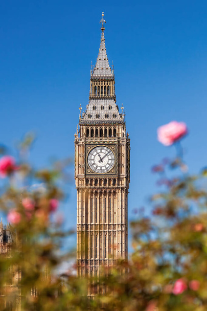 Detail of Big Ben with clock against pink roses in London, England, UK - Photo, Image