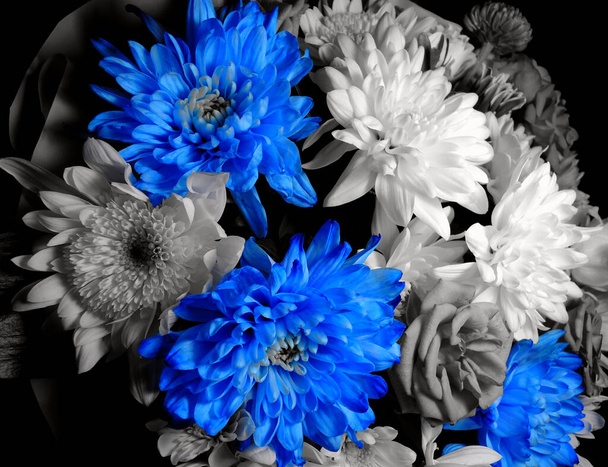 Μπλε λουλούδια σε μαύρο και άσπρο λουλούδια ομορφιά φόντο απόθεμα  - Φωτογραφία, εικόνα