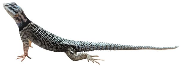 A lizard - Vector, Image