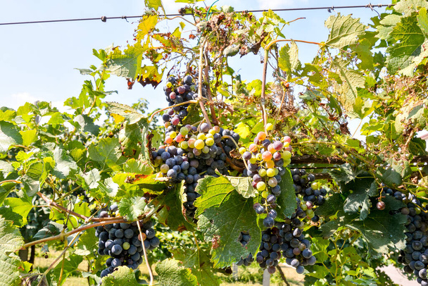 Beautiful Vineyard Ready to Produce Wine - Photo, Image