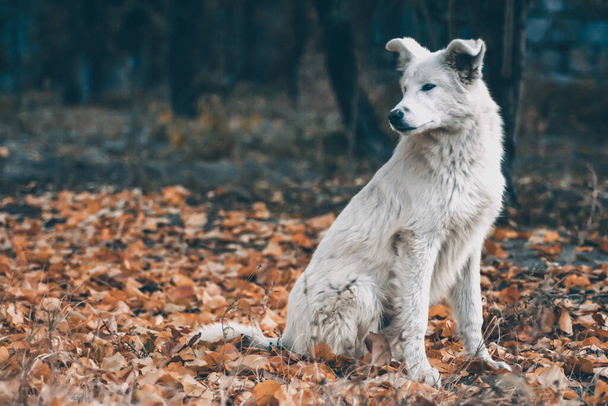 White dog in the autumn forest. Photo session of a dog in the forest among golden leaves. Dog portrait - Photo, Image