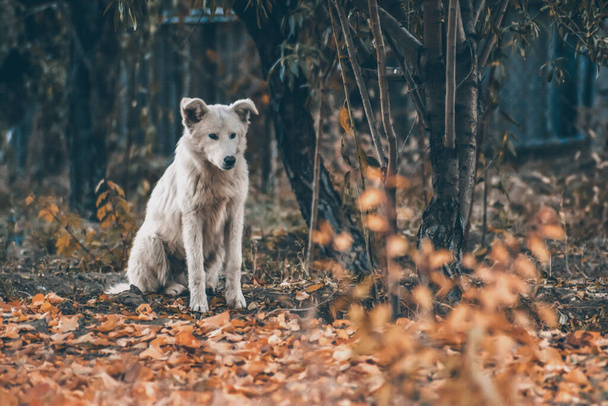 Cão branco na floresta de outono. Sessão de foto de um cão na floresta entre folhas douradas. Retrato de cão - Foto, Imagem