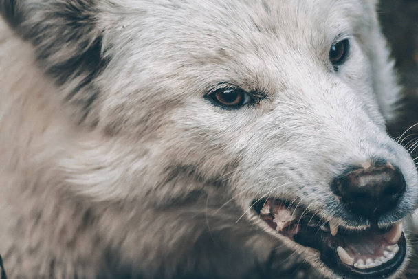Angry dog shows teeth. White dog - Photo, Image