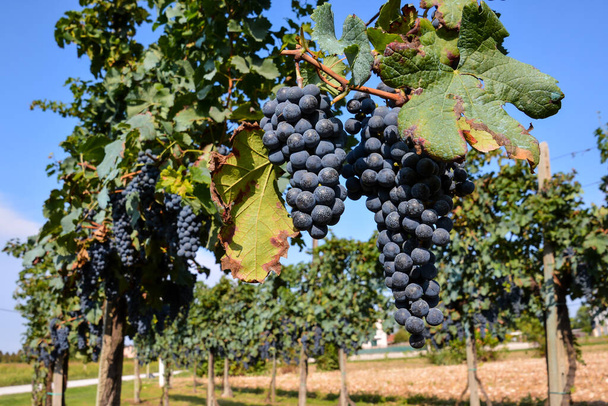 ブドウ畑の美しいブドウの写真ワインを生産する準備ができて - 写真・画像