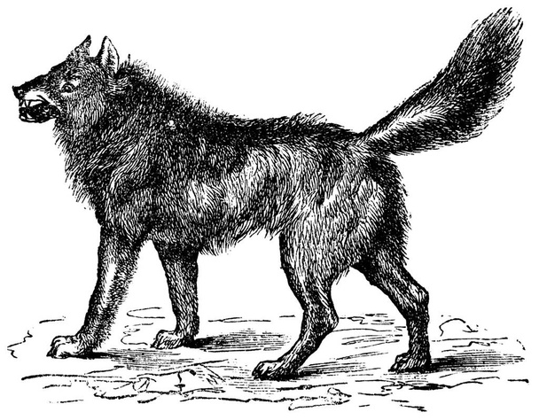 "Euraziatische wolf of canis lupus lupus vintage gravure" - Vector, afbeelding