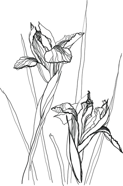 illustration of the drawing irises - Вектор,изображение