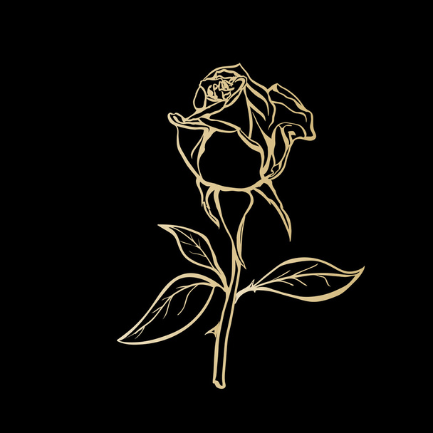 růže skica - Vektor, obrázek