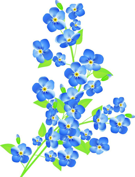"Vergissmeinnicht-Blumen" - Vektor, Bild