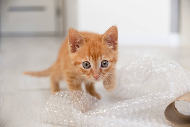 Pieni punainen kissanpentu leikkii kuplamuovilla kirkkaassa asunnossa. - Valokuva, kuva