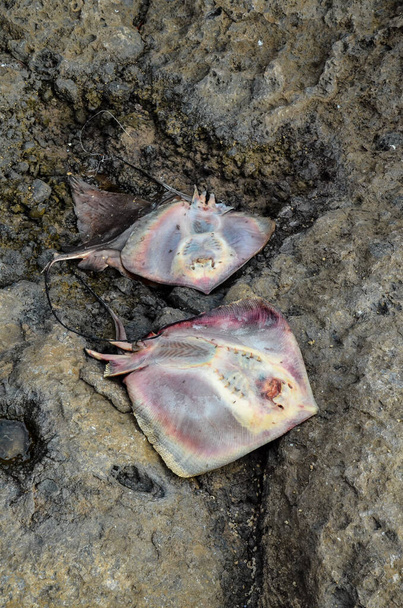 Stingray Peces muertos en la costa cerca del Océano Atlántico - Foto, Imagen