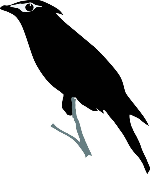 silhouette of waxwing vector illustration - Vektor, kép