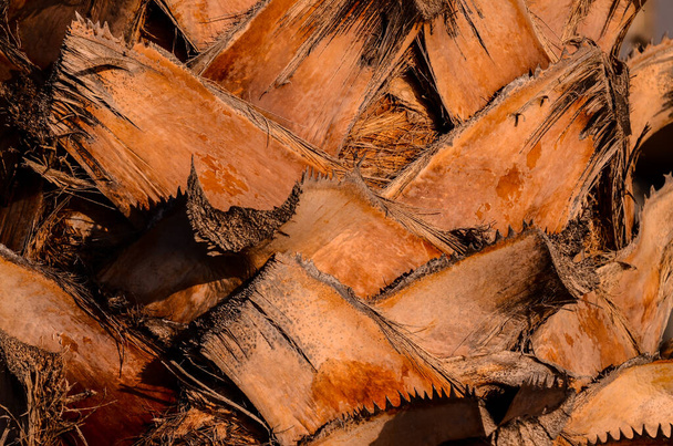 Bir Palmiye Ağacı Gövdesi Döşeme Arkaplanı Makrosu - Fotoğraf, Görsel