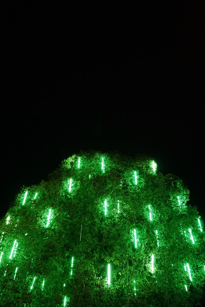 Зеленый свет дереву
 - Фото, изображение