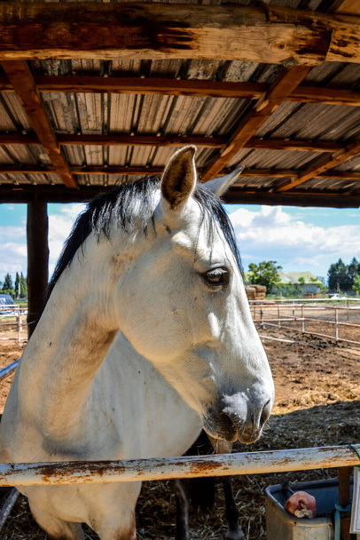 Zdjęcie pięknego konia na farmie - Zdjęcie, obraz