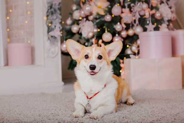 Happy New Year, Christmas holidays and celebration.  Dog (pet) near the Christmas tree.  - Фото, изображение