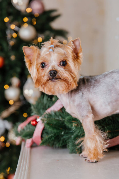 Happy New Year, Christmas holidays and celebration.  Dog (pet) near the Christmas tree.  - Foto, afbeelding