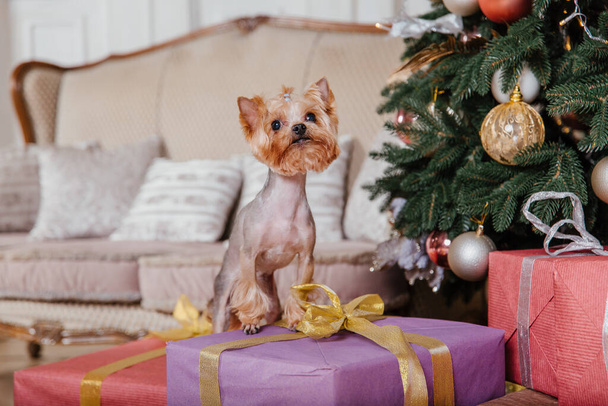 Happy New Year, Christmas holidays and celebration.  Dog (pet) near the Christmas tree.  - Foto, afbeelding
