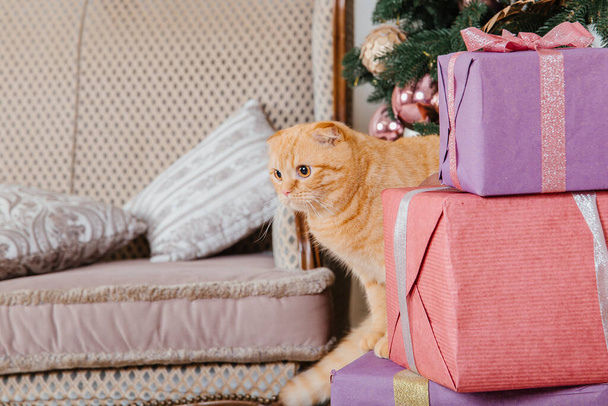 Happy New Year, Christmas holidays and celebration. Cat breed Scottish Fold portrait. - Photo, Image