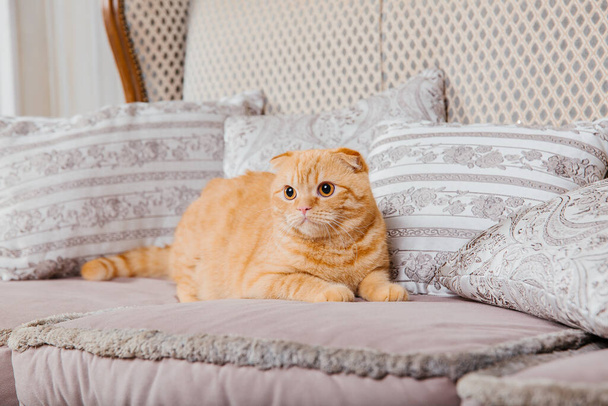 Evde kedi var. İskoç katlı kedi cinsi. Evcil hayvanla hayat. Evcil hayvan dostu. Sarı gözlü kırmızı kedi - Fotoğraf, Görsel