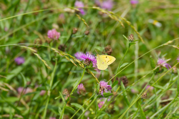 Clouded Yellow (Colias croceus) Butterfly perched on pink flower in Zurich, Switzerland - Photo, Image