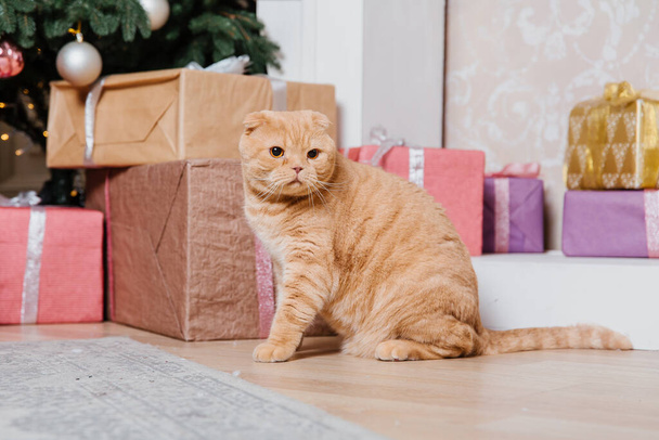 Happy New Year, Christmas holidays and celebration. Cat breed Scottish Fold portrait. - 写真・画像