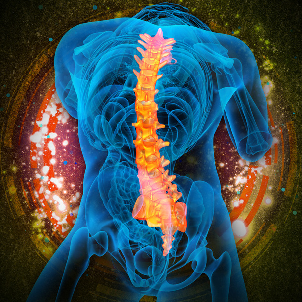 3d rendere illustrazione medica della colonna vertebrale umana - Foto, immagini