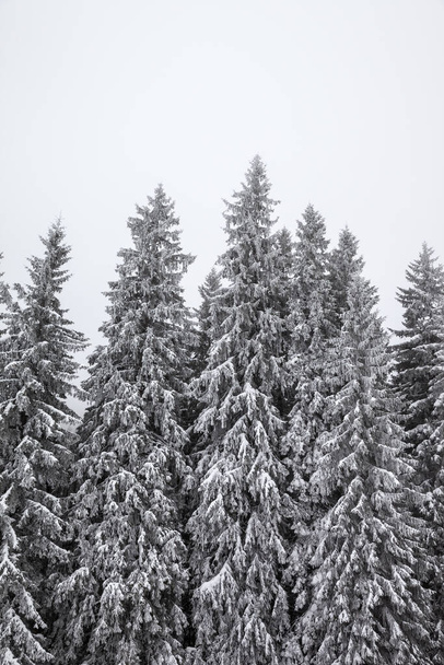 Frozen snow-covered fir forest after snowfall and gray sky in haze at winter. Carpathian Mountains, Ukraine. - Φωτογραφία, εικόνα