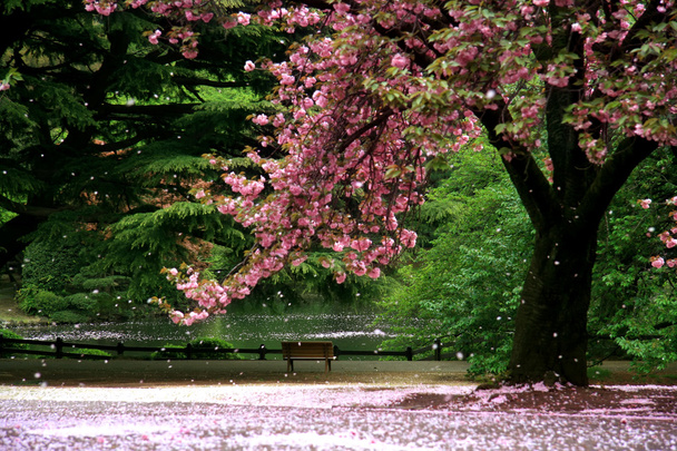 Черешневое дерево на парковой территории - Токио
 - Фото, изображение