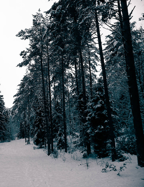 Ліс вкритий снігом. Зимовий сезон у Кашубії (Польща).. - Фото, зображення