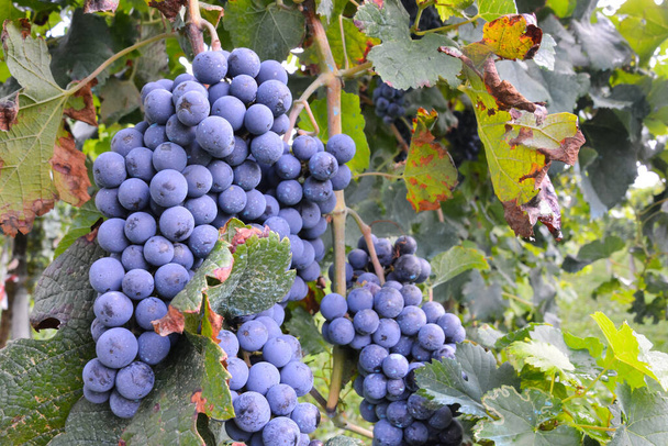 Photo of a Beautiful Grapes on Vineyard Ready to Produce Wine - Photo, Image