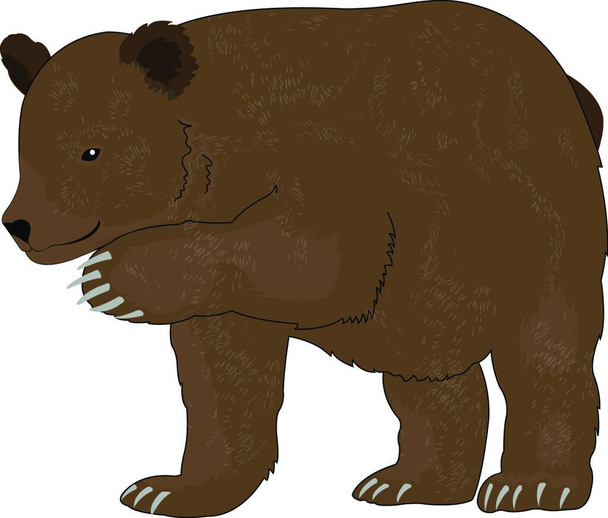 Bear icon vector illustration - Vector, Image