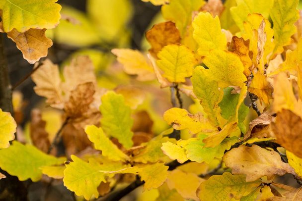 Podzim jasně žluté listy na větvích dubu zblízka s rozmazaným pozadím, zlatý čas přírodní detaily - Fotografie, Obrázek