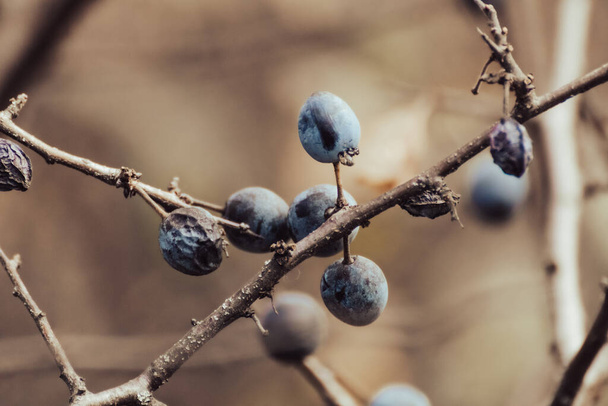 Blackthorn blue berries on prickly bush branches in autumn forest with blurred background. Natural macro foliage - Photo, Image