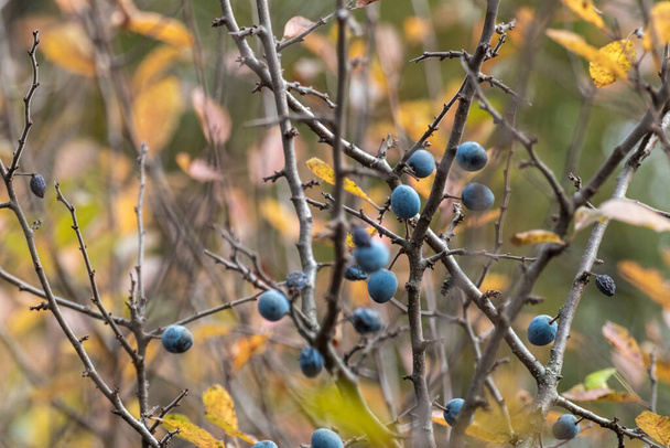 Blackthorn blue berries and yellow leaves on prickly bush branches in autumn forest with blurred background. Natural close-up foliage - Photo, Image