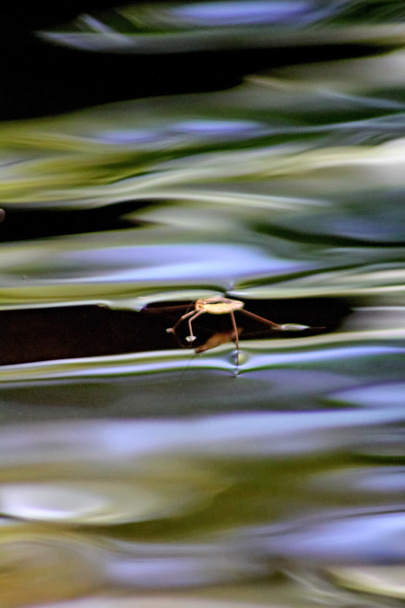 su sineklerinin - Fotoğraf, Görsel