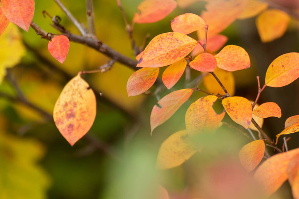 Herbstgelb und orange leuchtende Blätter verzweigen sich in Nahaufnahme mit verschwommenem Hintergrund. Herbst Wald, Natur Details - Foto, Bild