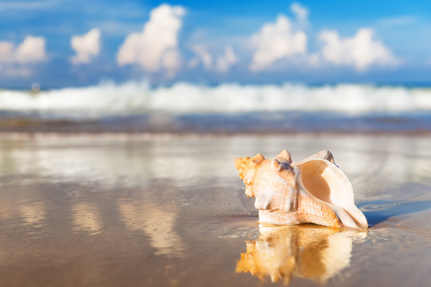 морська мушля на піщаному пляжі
  - Фото, зображення