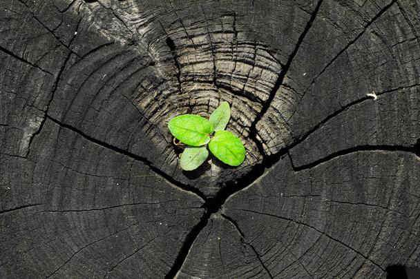 Plant groeit uit een boomstronk - Foto, afbeelding