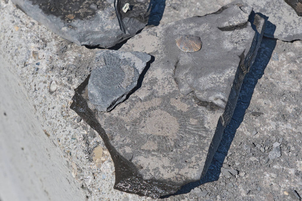 Excavando un fósil de una pizarra en un museo fósil en Dotternhausen, Alemania - Foto, imagen