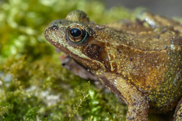 Portret żaby zwyczajnej (Rana temporaria) wczesną wiosną. Vosges, Alzacja, Francja. - Zdjęcie, obraz