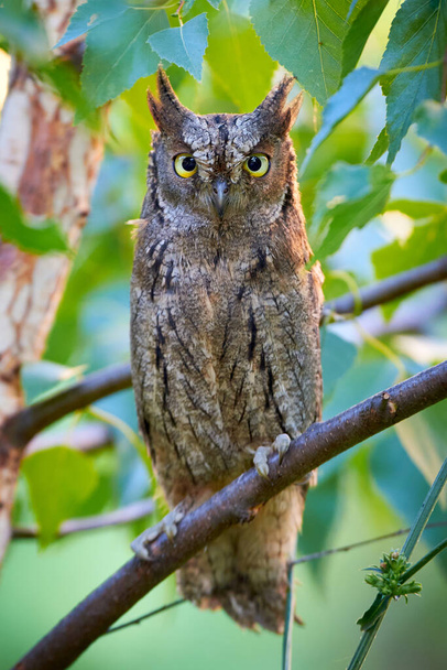 Eurasian scops owl close-up ( Otus scops ) - Zdjęcie, obraz