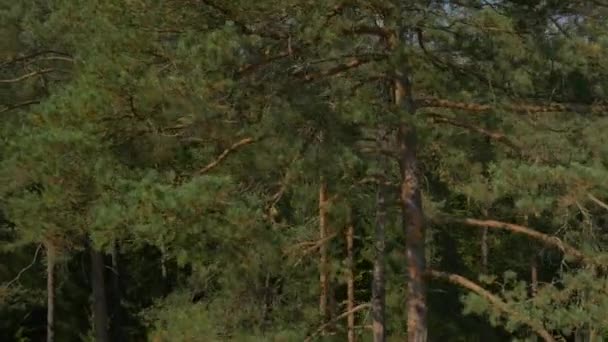 Sonbaharda çam ağacı ormanı - Video, Çekim