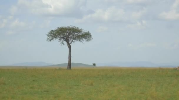 Solitärbäume auf afrikanischer Safari - Filmmaterial, Video