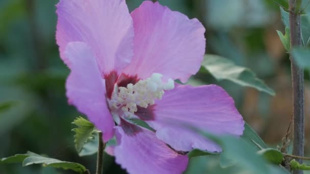 közelről rózsaszín hibiszkusz virág hangyák gyűjtése pollen, nyári nap a természetben botanikai virág - Felvétel, videó