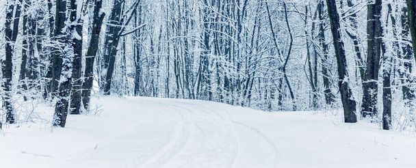 雪に覆われた木々の間の広い道路を持つ冬の公園や森。冬景色 - 写真・画像